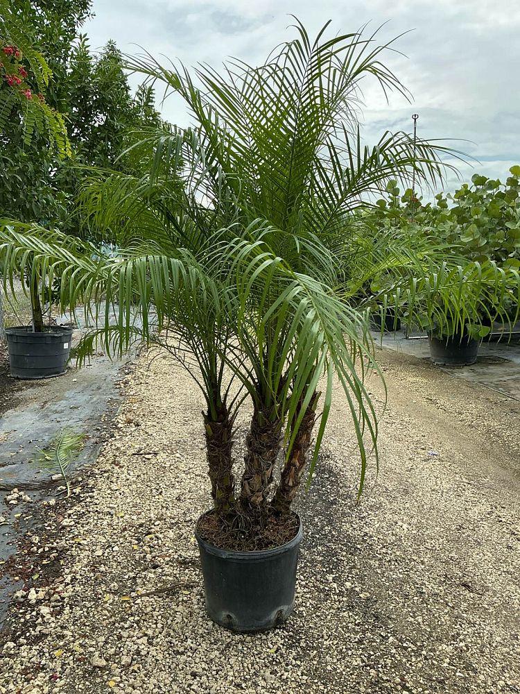 phoenix-roebelenii-pygmy-date-palm-roebelenii-palm