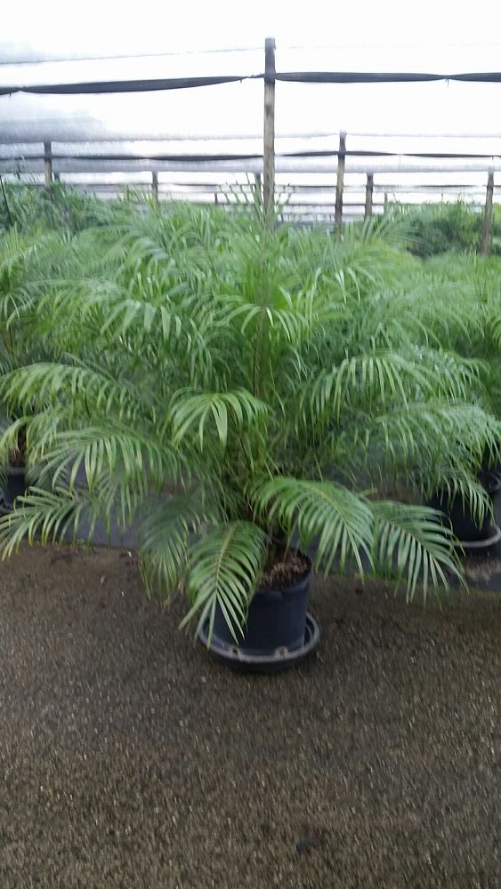phoenix-roebelenii-pygmy-date-palm-roebelenii-palm