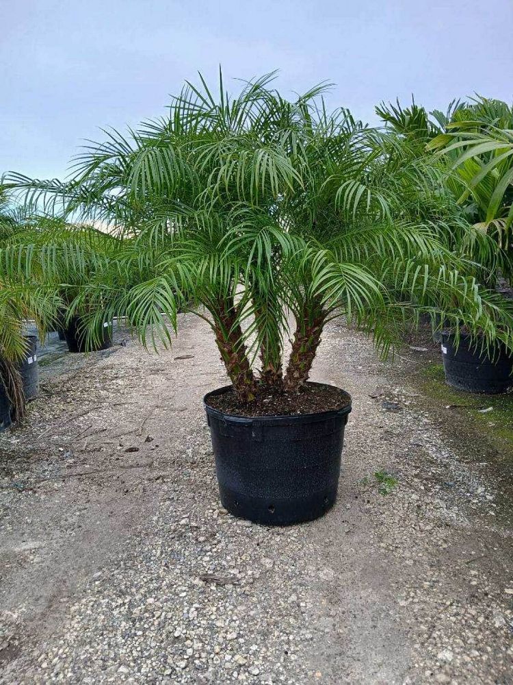 phoenix-roebelenii-pygmy-date-palm-roebelenii-palm