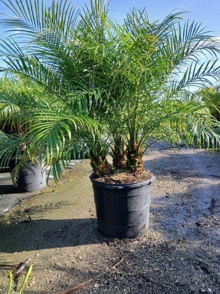 phoenix-roebelenii-pygmy-date-palm-roebelenii-palm