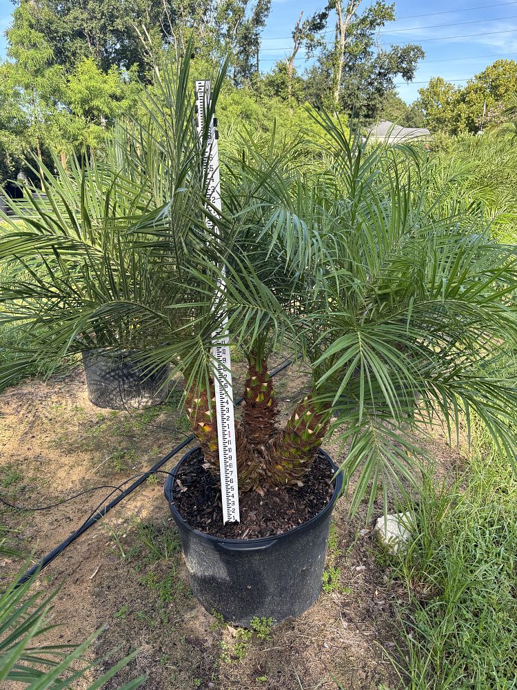 phoenix-roebelenii-pygmy-date-palm-roebelenii-palm