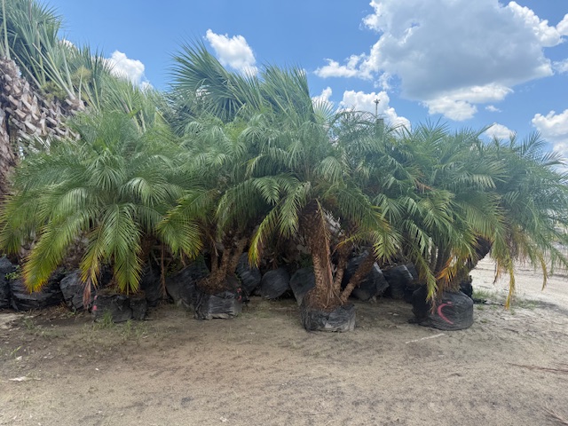 phoenix-roebelenii-pygmy-date-palm-roebelenii-palm