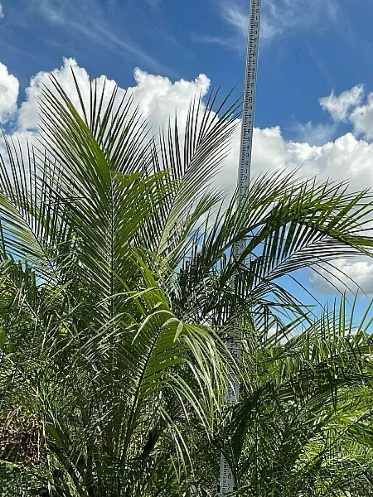 phoenix-roebelenii-pygmy-date-palm-roebelenii-palm