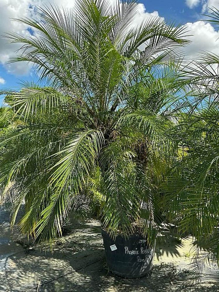phoenix-roebelenii-pygmy-date-palm-roebelenii-palm
