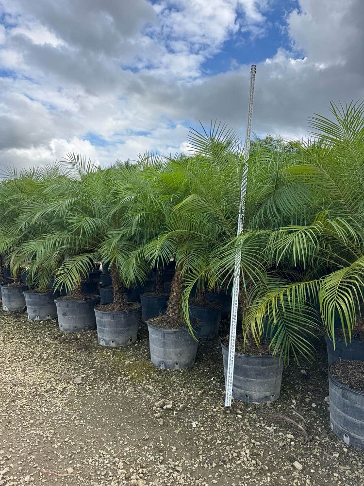 phoenix-roebelenii-pygmy-date-palm-roebelenii-palm