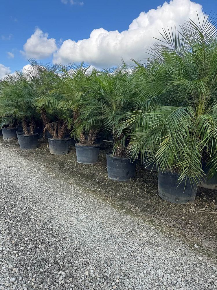 phoenix-roebelenii-pygmy-date-palm-roebelenii-palm