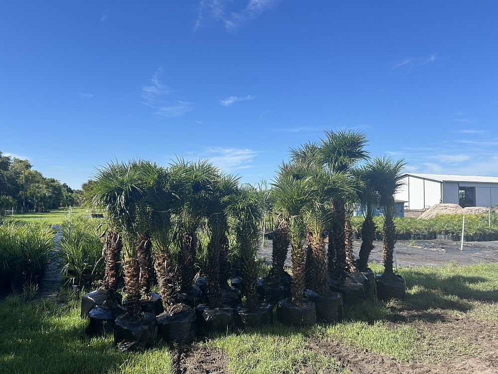 phoenix-roebelenii-pygmy-date-palm-roebelenii-palm