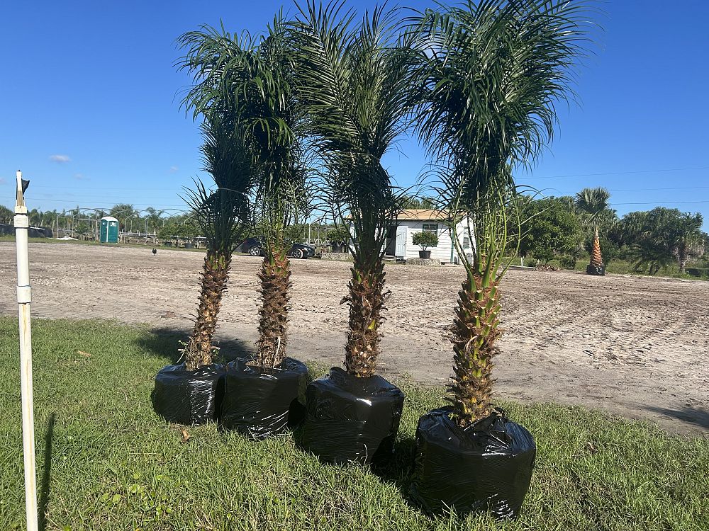 phoenix-roebelenii-pygmy-date-palm-roebelenii-palm