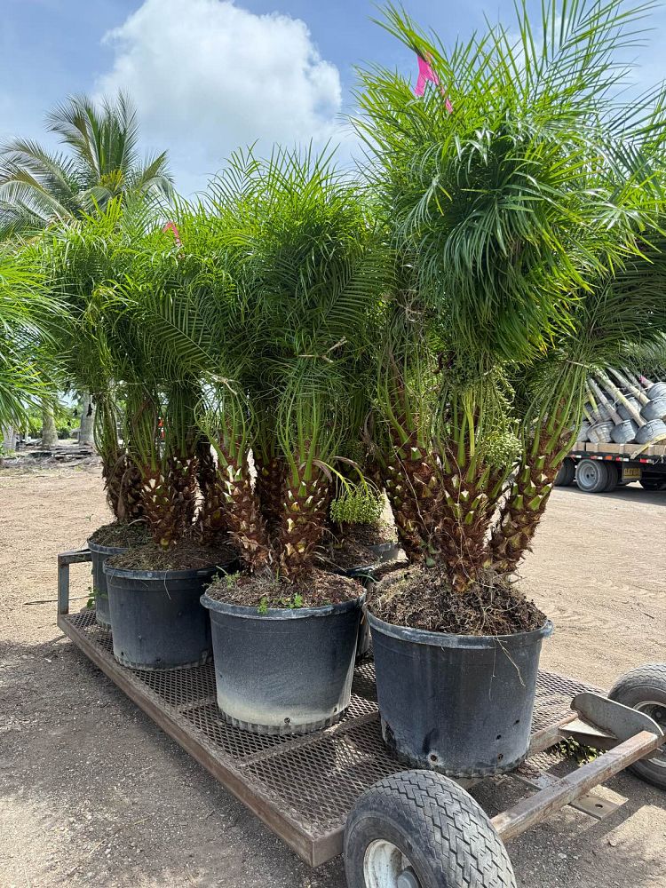 phoenix-roebelenii-pygmy-date-palm-roebelenii-palm