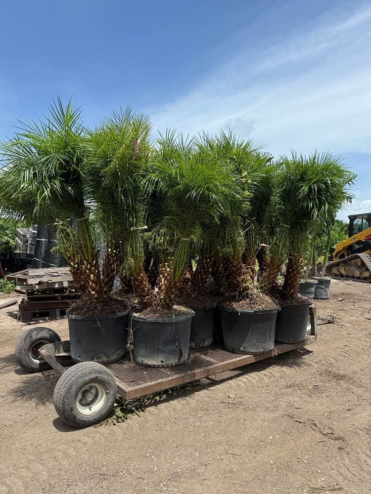 phoenix-roebelenii-pygmy-date-palm-roebelenii-palm