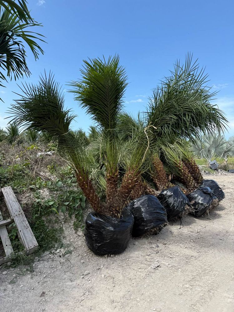 phoenix-roebelenii-pygmy-date-palm-roebelenii-palm