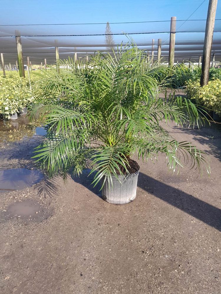 phoenix-roebelenii-pygmy-date-palm-roebelenii-palm