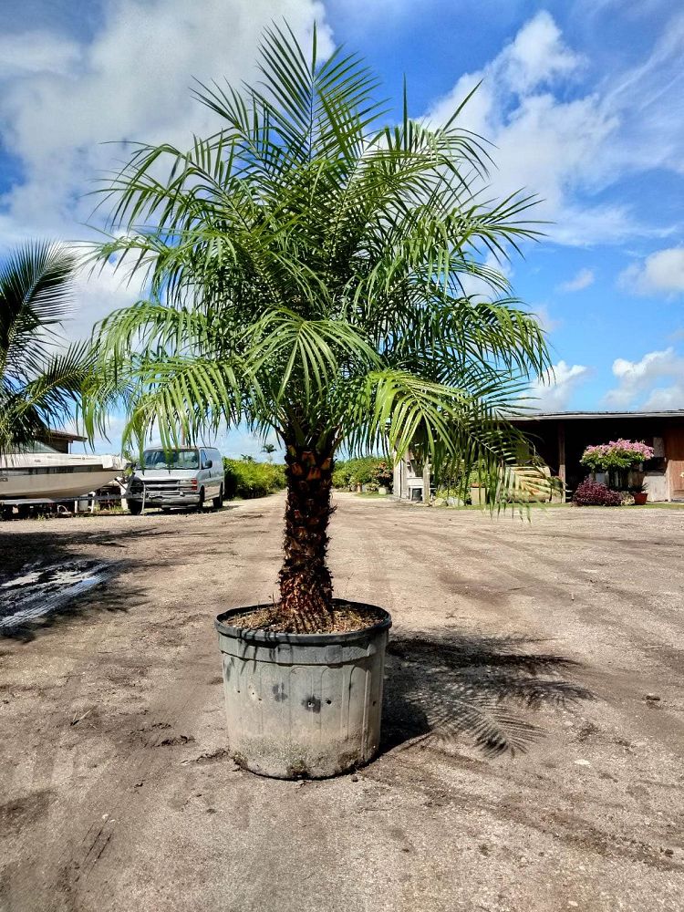phoenix-roebelenii-pygmy-date-palm-roebelenii-palm
