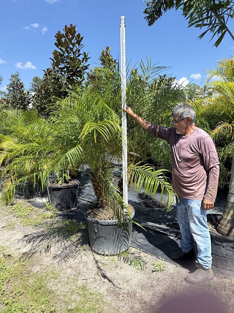 phoenix-roebelenii-pygmy-date-palm-roebelenii-palm
