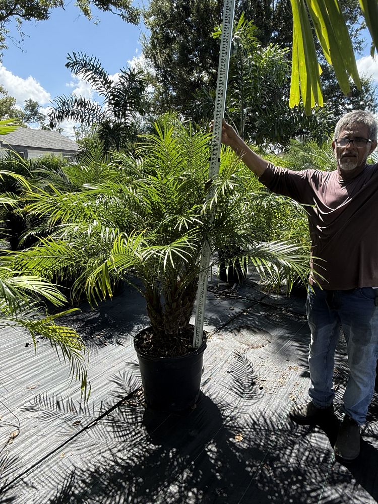 phoenix-roebelenii-pygmy-date-palm-roebelenii-palm