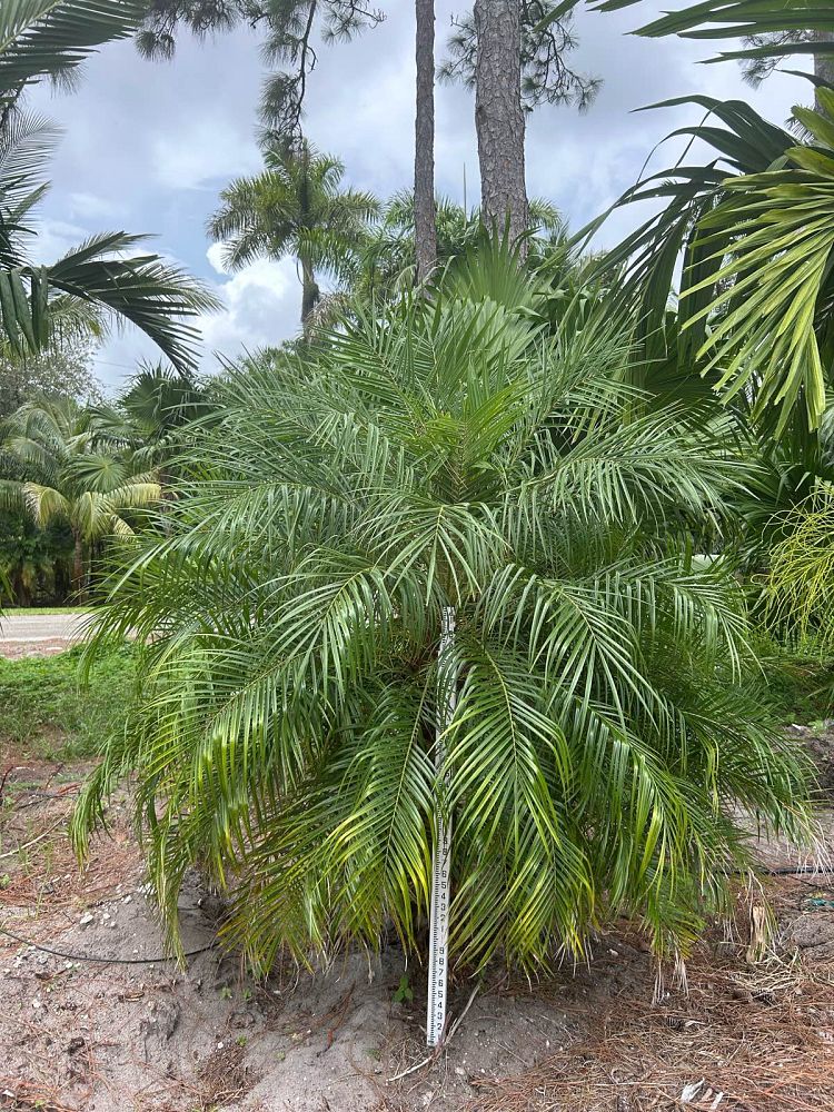 phoenix-roebelenii-pygmy-date-palm-roebelenii-palm