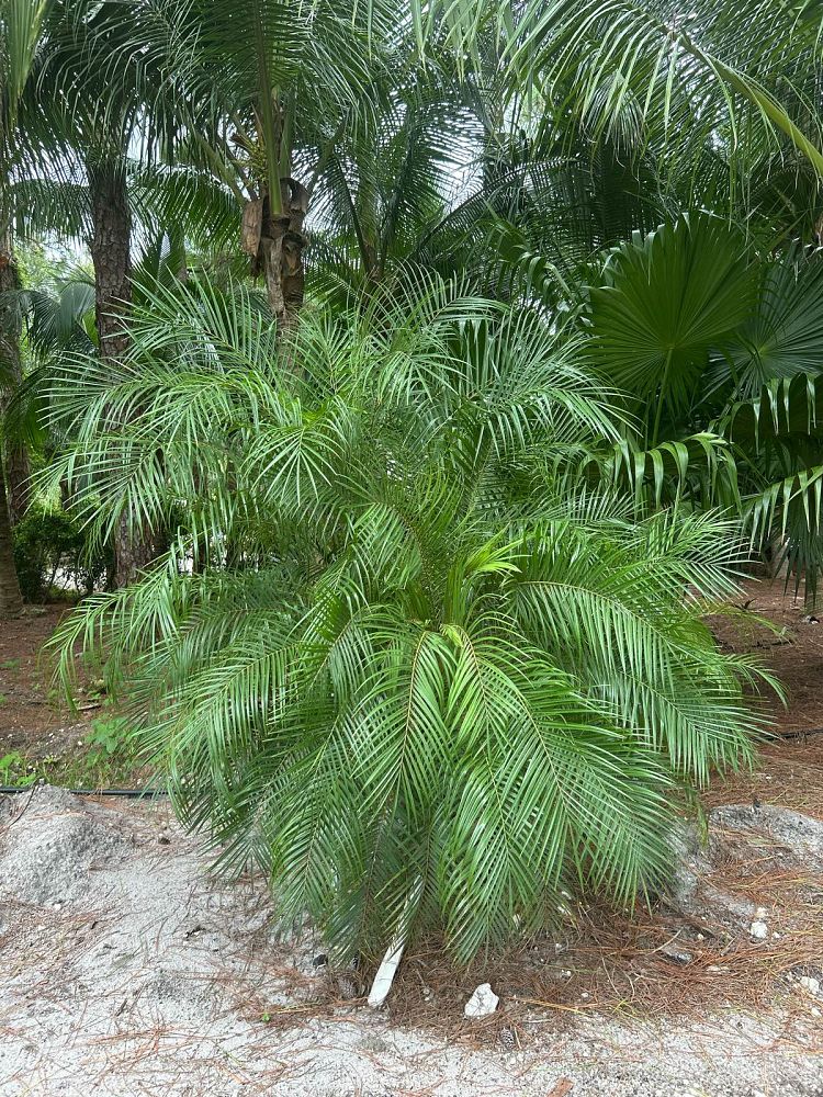 phoenix-roebelenii-pygmy-date-palm-roebelenii-palm