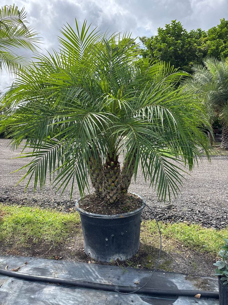 phoenix-roebelenii-pygmy-date-palm-roebelenii-palm