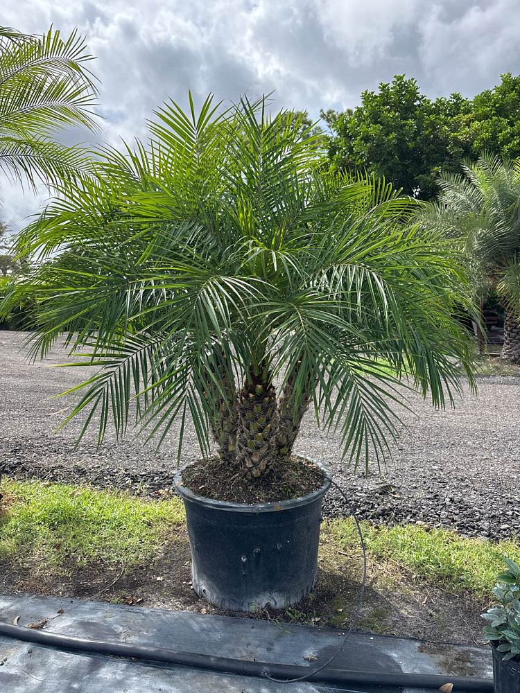 phoenix-roebelenii-pygmy-date-palm-roebelenii-palm
