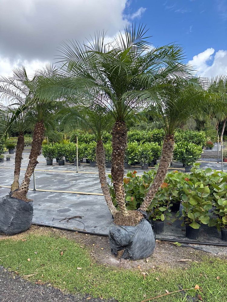 phoenix-roebelenii-pygmy-date-palm-roebelenii-palm