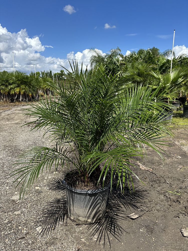 phoenix-roebelenii-pygmy-date-palm-roebelenii-palm