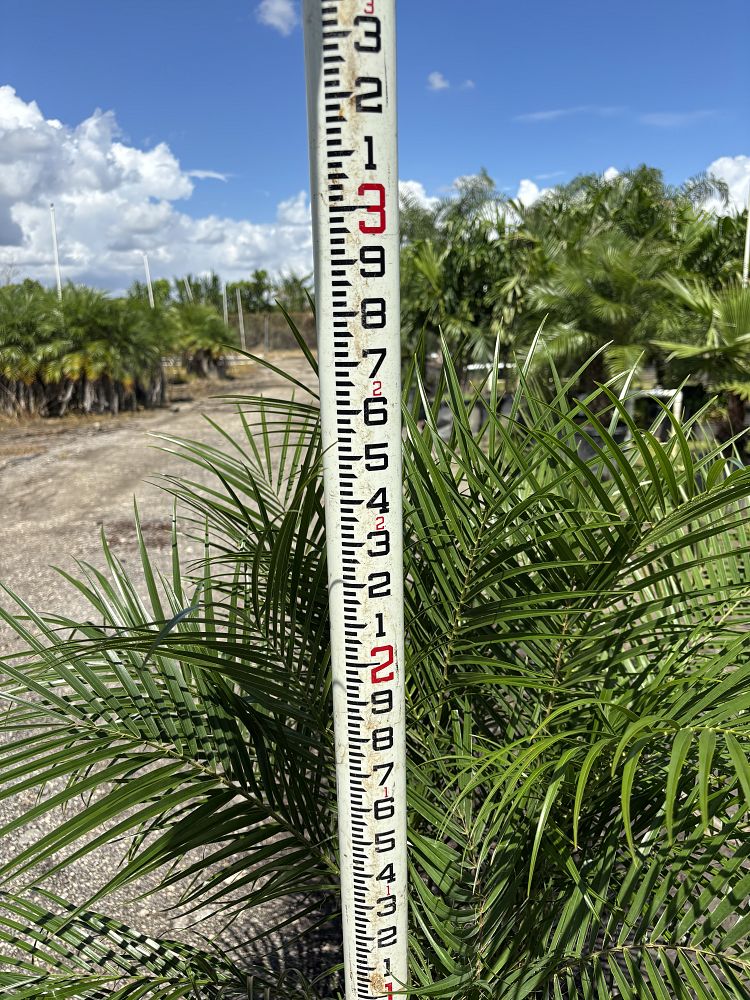 phoenix-roebelenii-pygmy-date-palm-roebelenii-palm