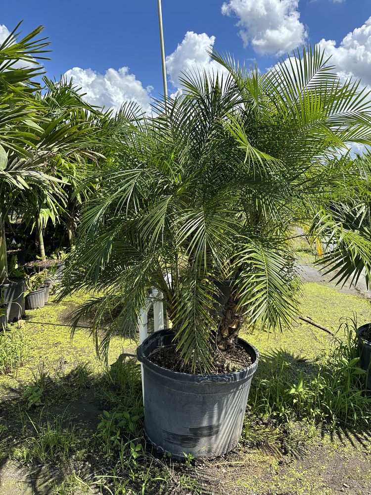 phoenix-roebelenii-pygmy-date-palm-roebelenii-palm