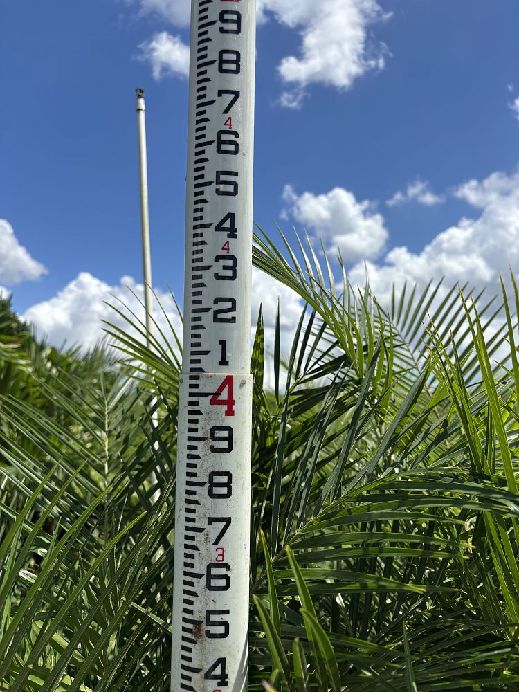 phoenix-roebelenii-pygmy-date-palm-roebelenii-palm