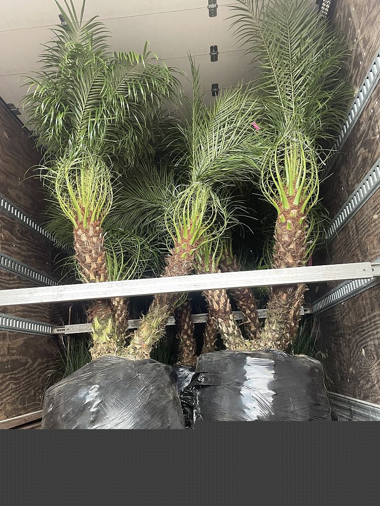 phoenix-roebelenii-pygmy-date-palm-roebelenii-palm
