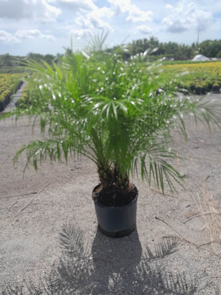 phoenix-roebelenii-pygmy-date-palm-roebelenii-palm