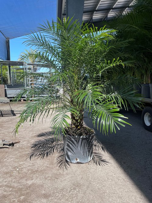 phoenix-roebelenii-pygmy-date-palm-roebelenii-palm