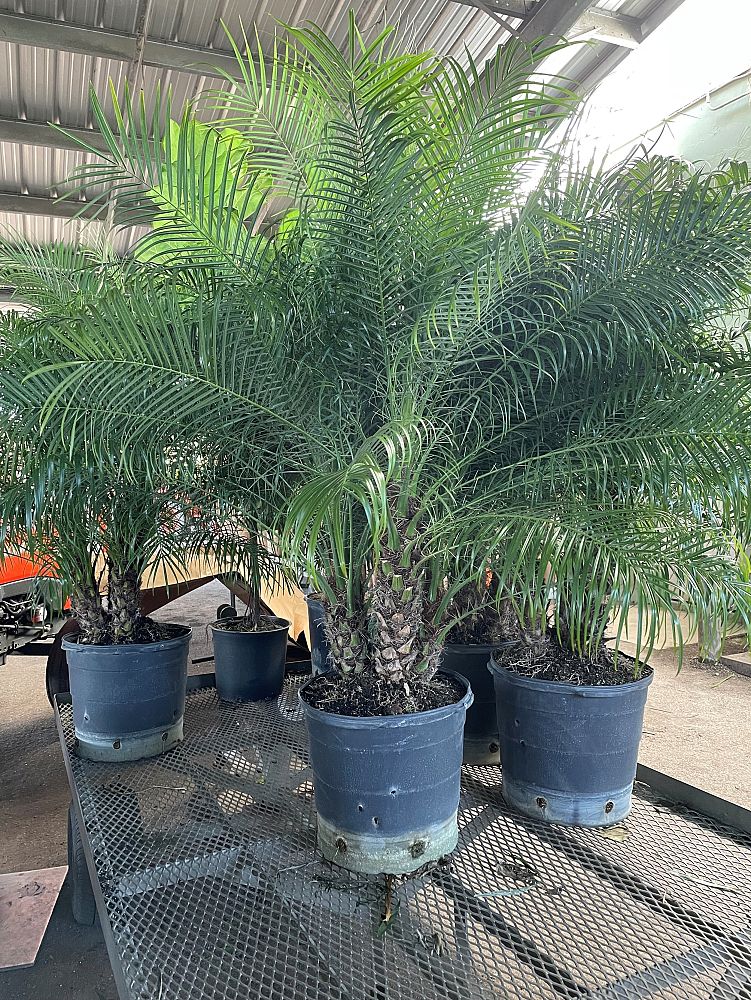 phoenix-roebelenii-pygmy-date-palm-roebelenii-palm