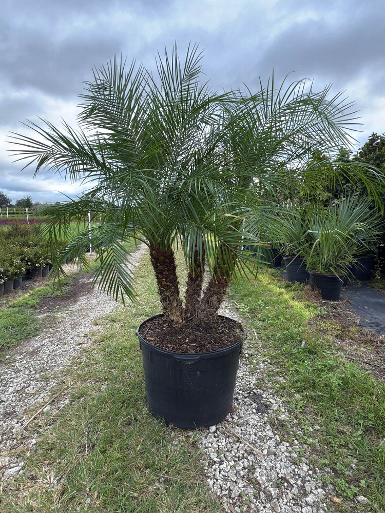 phoenix-roebelenii-pygmy-date-palm-roebelenii-palm