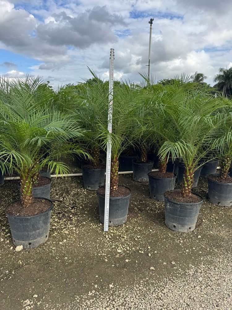 phoenix-roebelenii-pygmy-date-palm-roebelenii-palm