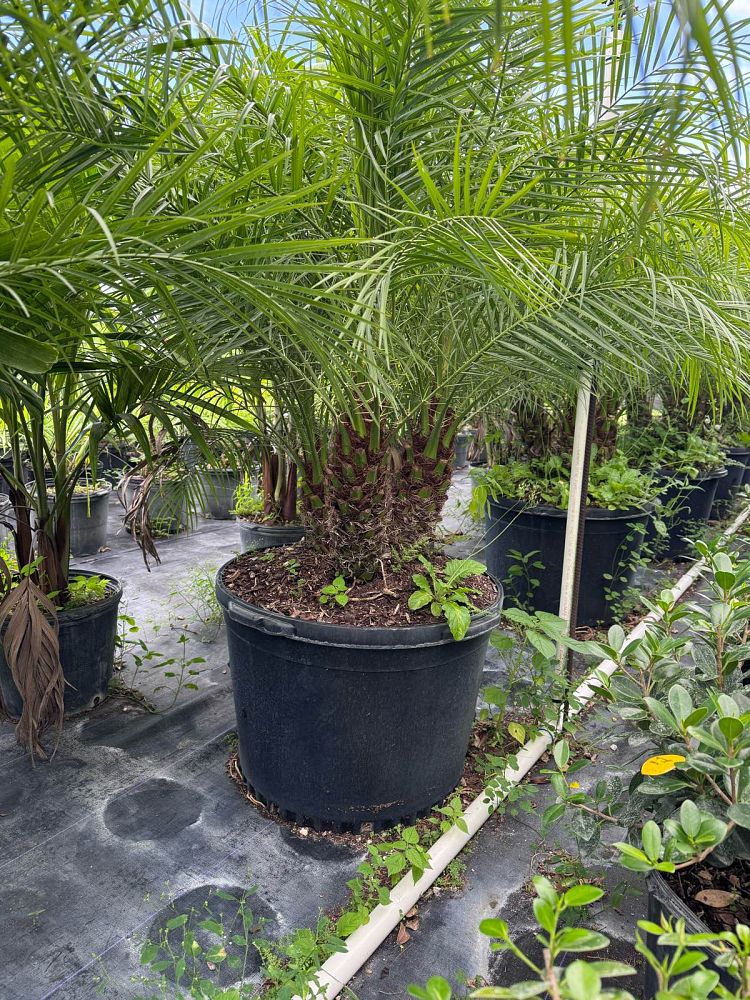phoenix-roebelenii-pygmy-date-palm-roebelenii-palm