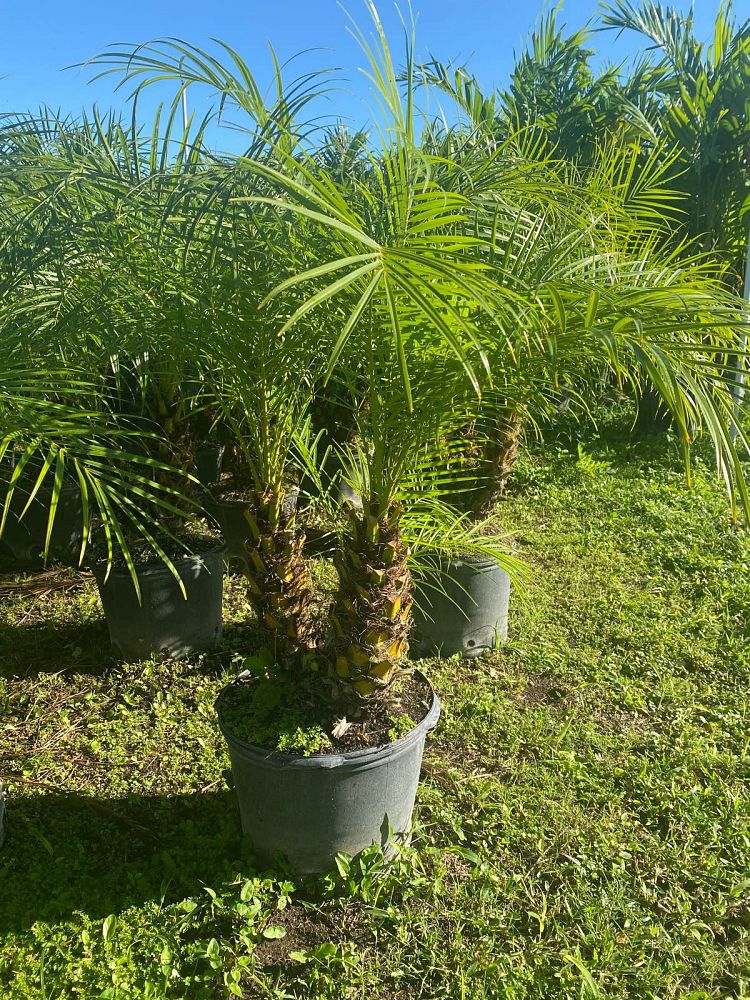 phoenix-roebelenii-pygmy-date-palm-roebelenii-palm