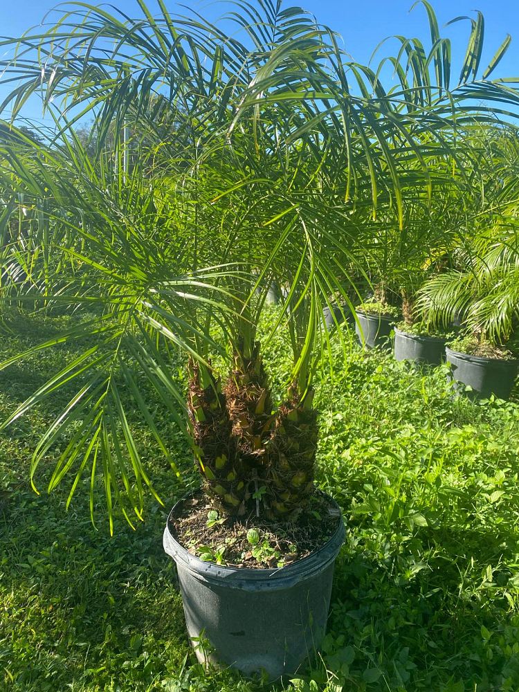 phoenix-roebelenii-pygmy-date-palm-roebelenii-palm