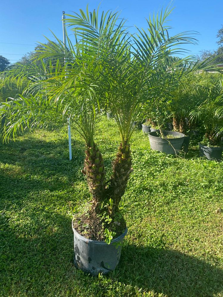 phoenix-roebelenii-pygmy-date-palm-roebelenii-palm