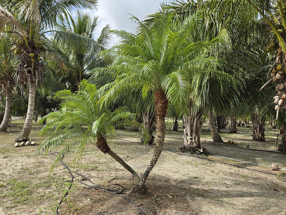 phoenix-roebelenii-pygmy-date-palm-roebelenii-palm