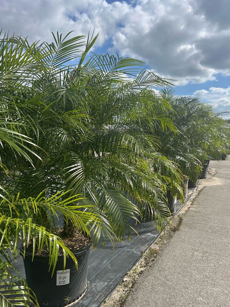 phoenix-roebelenii-pygmy-date-palm-roebelenii-palm