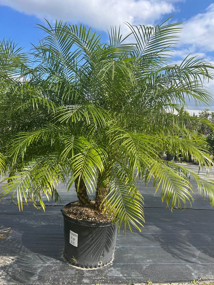 phoenix-roebelenii-pygmy-date-palm-roebelenii-palm
