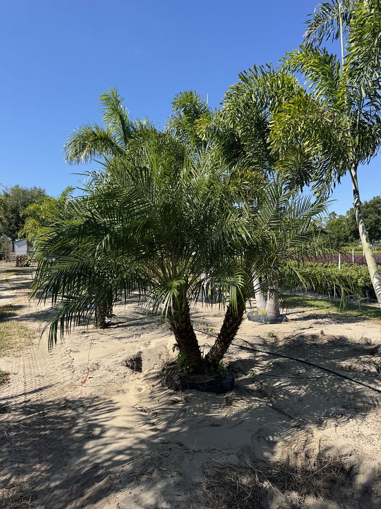 phoenix-roebelenii-pygmy-date-palm-roebelenii-palm