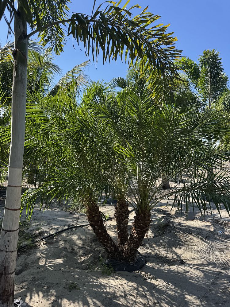 phoenix-roebelenii-pygmy-date-palm-roebelenii-palm