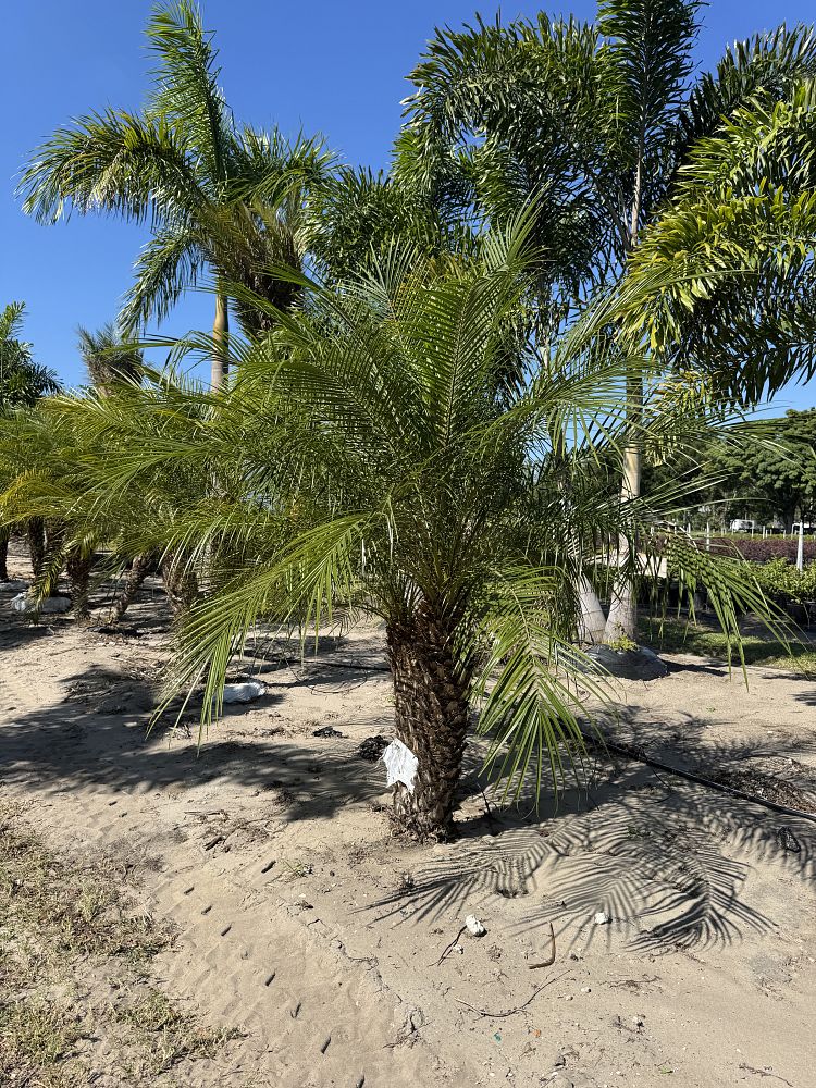 phoenix-roebelenii-pygmy-date-palm-roebelenii-palm