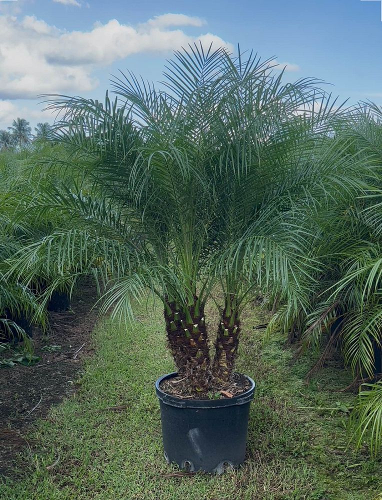 phoenix-roebelenii-pygmy-date-palm-roebelenii-palm