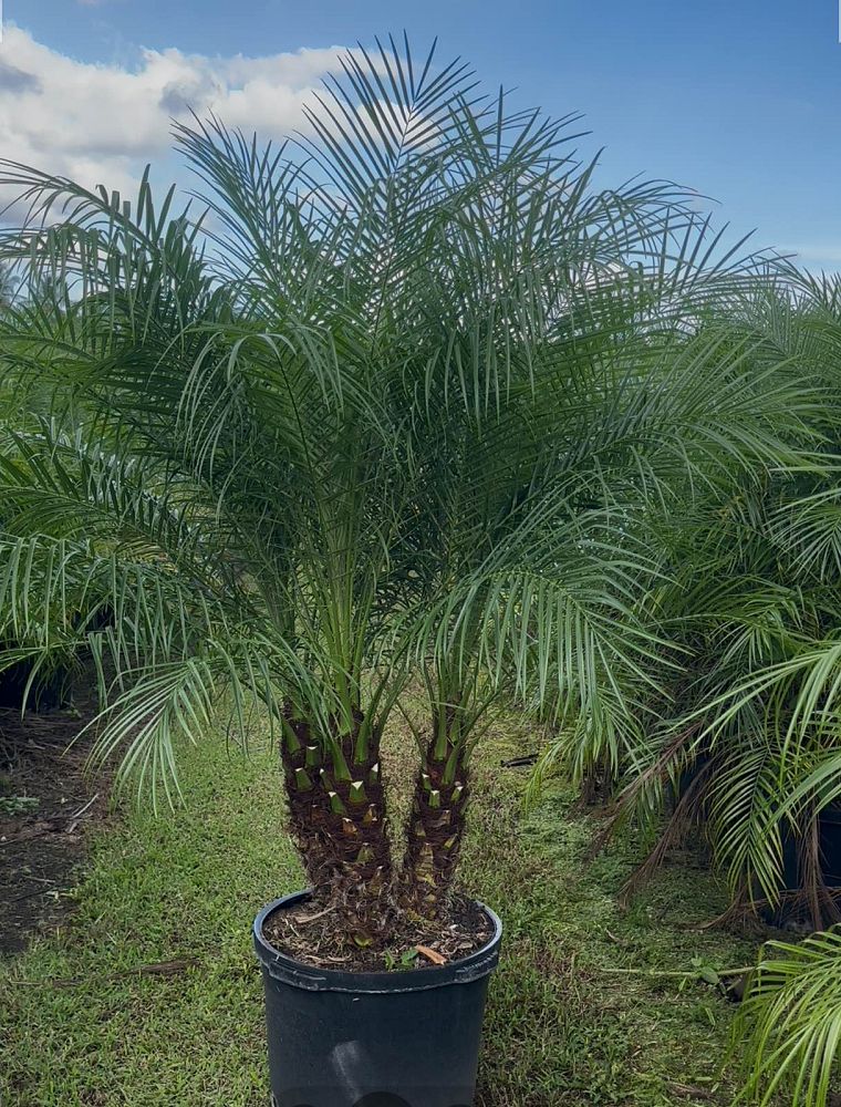 phoenix-roebelenii-pygmy-date-palm-roebelenii-palm