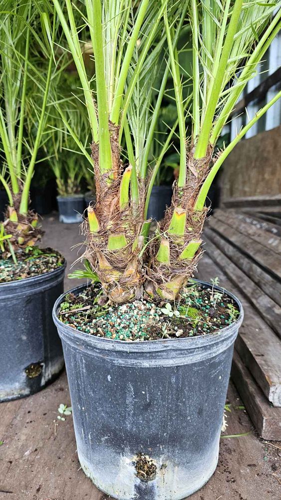 phoenix-roebelenii-pygmy-date-palm-roebelenii-palm