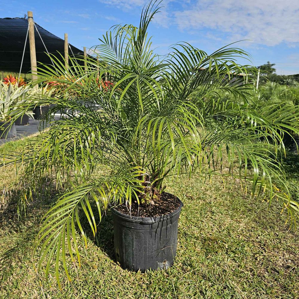 phoenix-roebelenii-pygmy-date-palm-roebelenii-palm