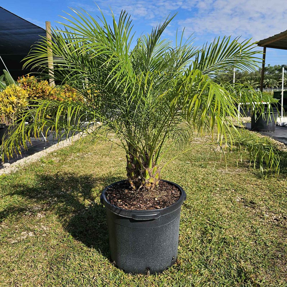 phoenix-roebelenii-pygmy-date-palm-roebelenii-palm