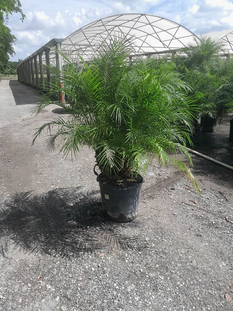 phoenix-roebelenii-pygmy-date-palm-roebelenii-palm